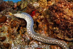 Sharp tail eel, D300, Sigma 14mm, twin D125 strobes by Larry Polster 